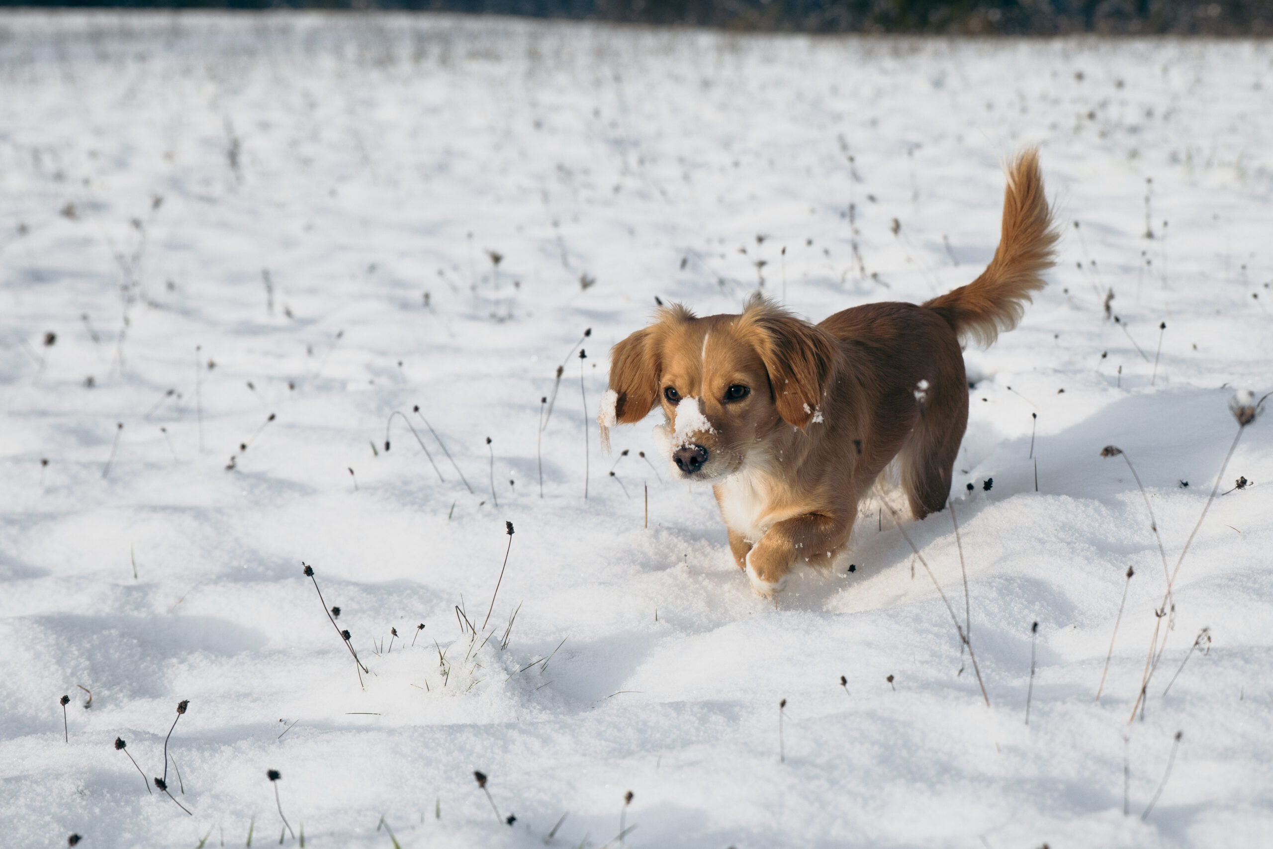 Enya, eine kleine Hündin im Schnee (Portfolio - Thumbnailbild)